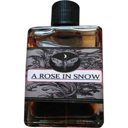 A Rose in Snow