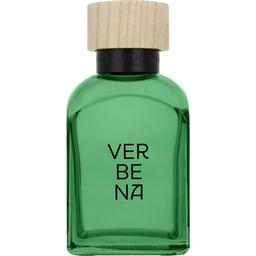 Verbena Hombre